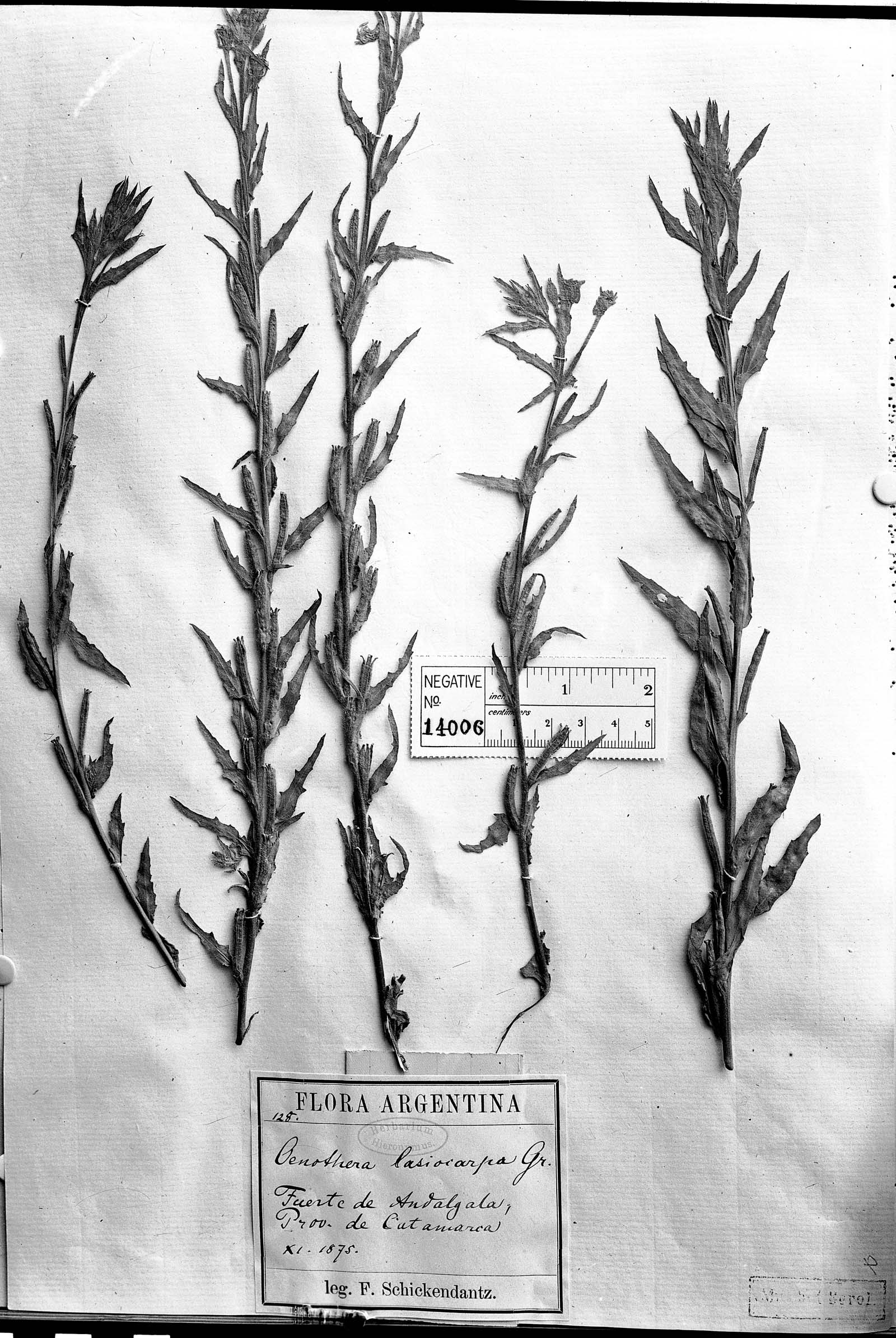 Oenothera lasiocarpa image