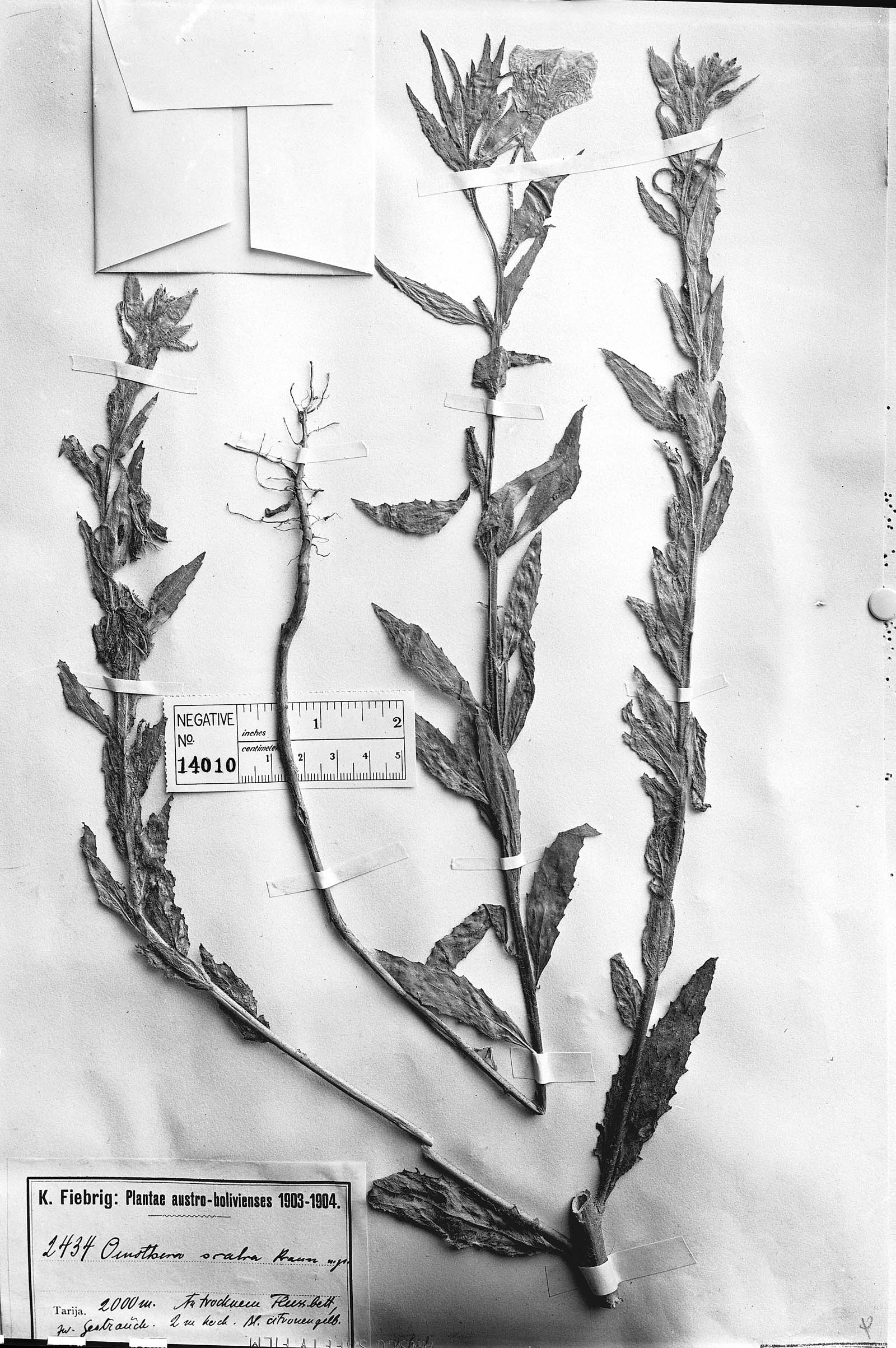 Oenothera scabra image