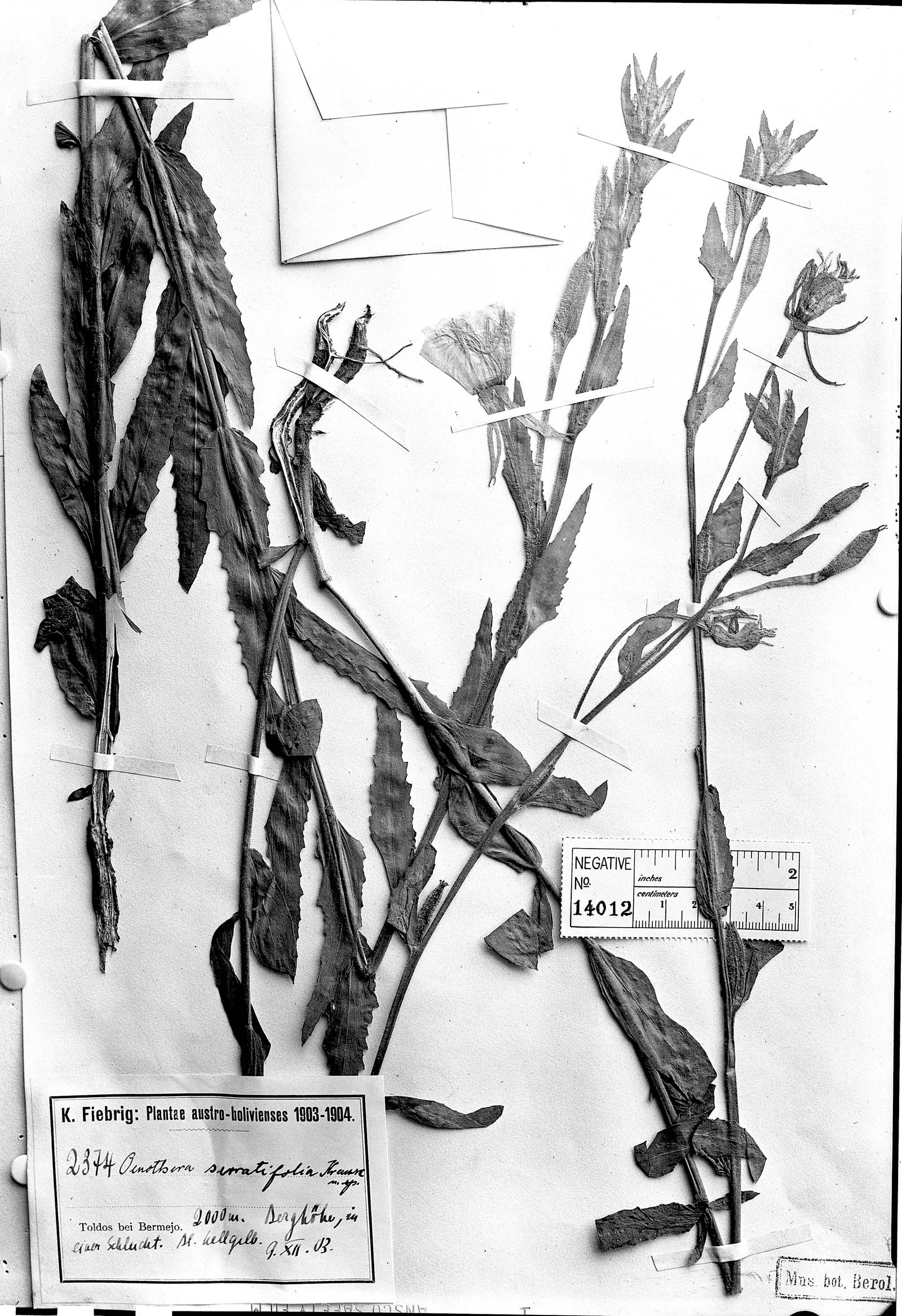 Oenothera elongata image