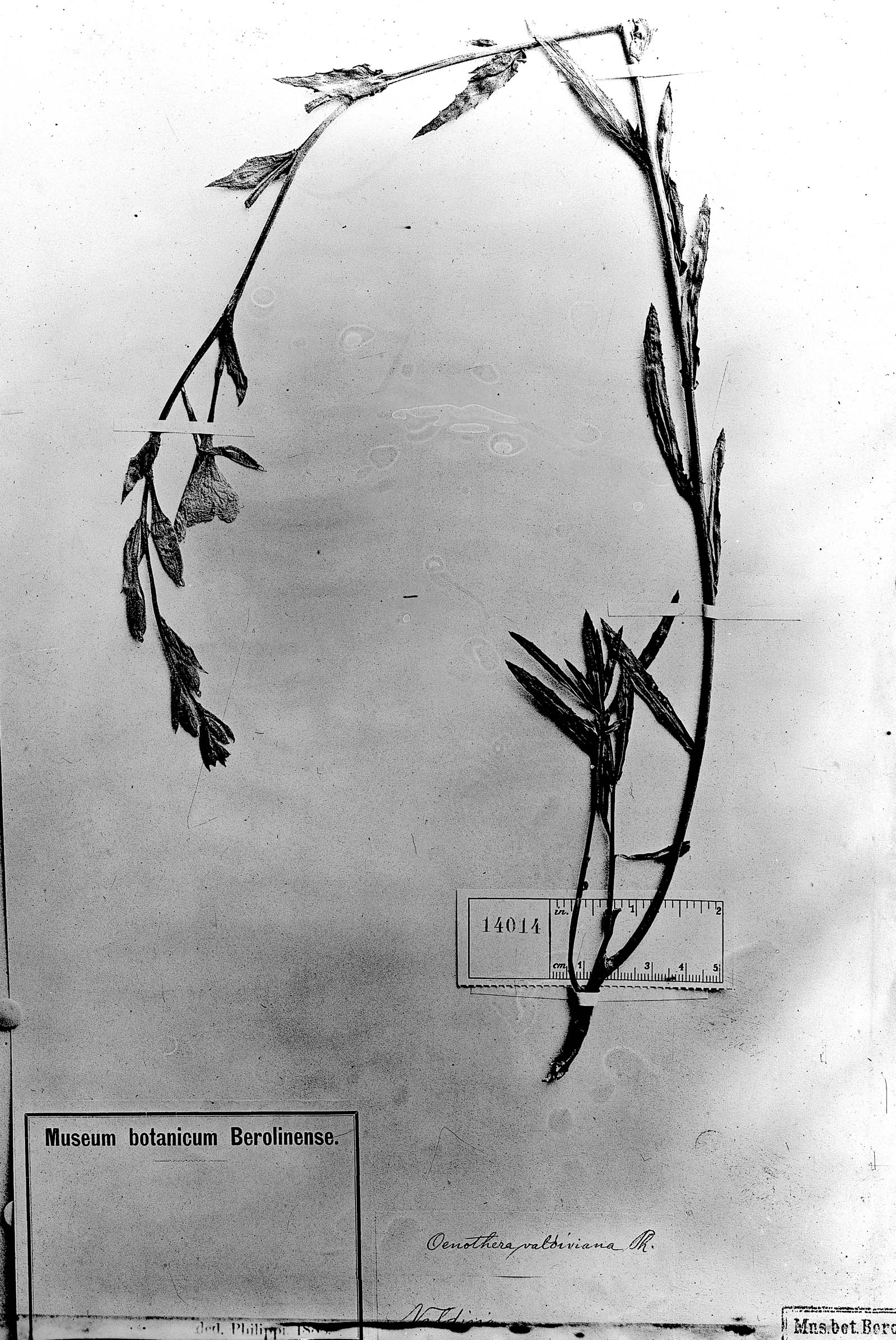 Oenothera stricta subsp. stricta image