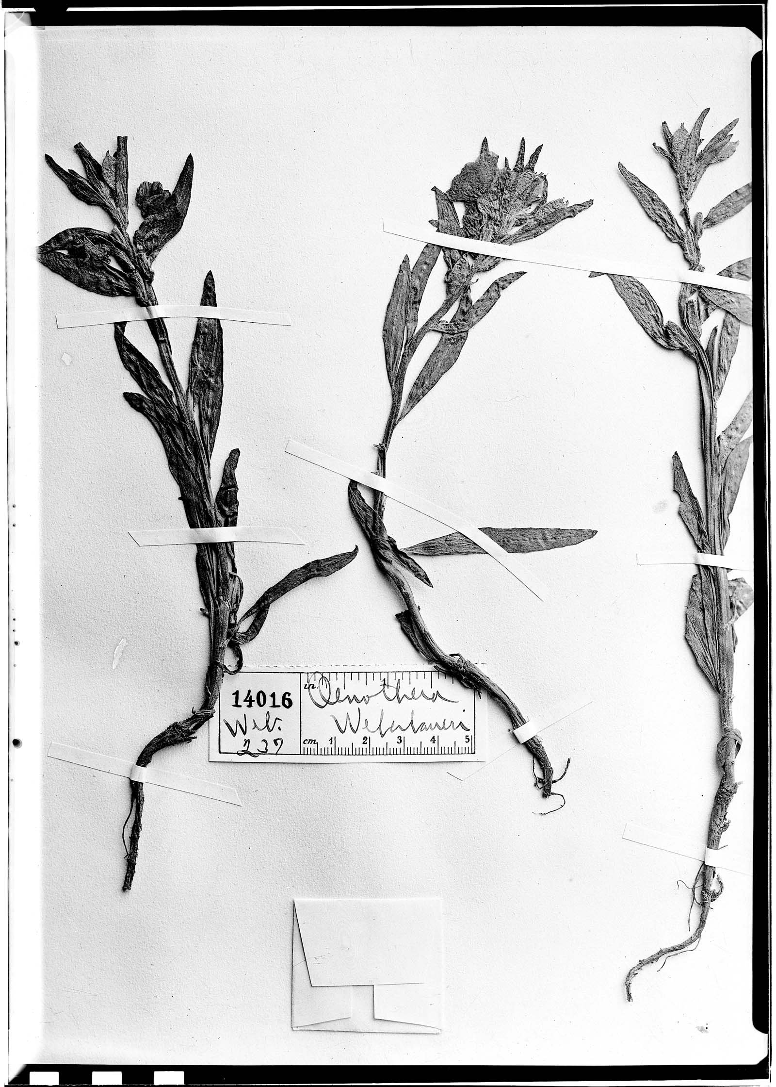 Oenothera sandiana image