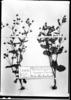 Calceolaria dichotoma image