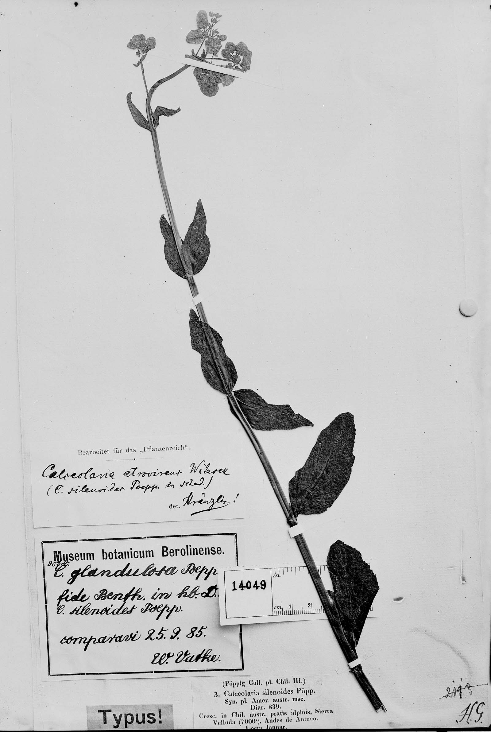 Calceolaria glandulosa subsp. glandulosa image