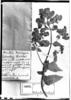 Calceolaria bicolor image