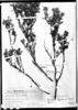 Calceolaria cajabambae image