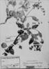 Calceolaria camptoclada image