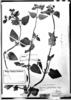 Calceolaria cypripediiflora image