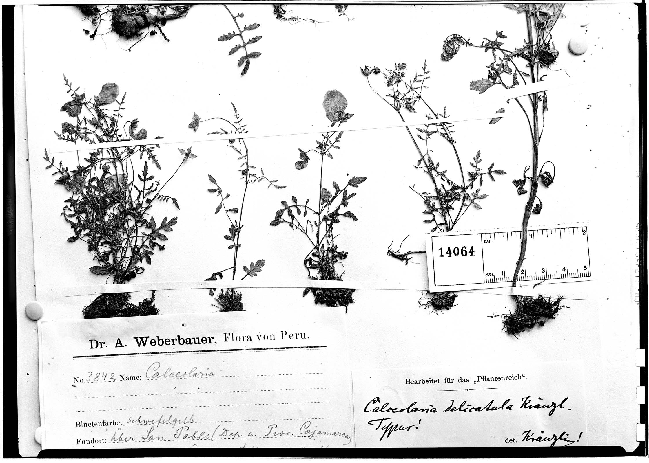 Calceolaria pinnata subsp. delicatula image