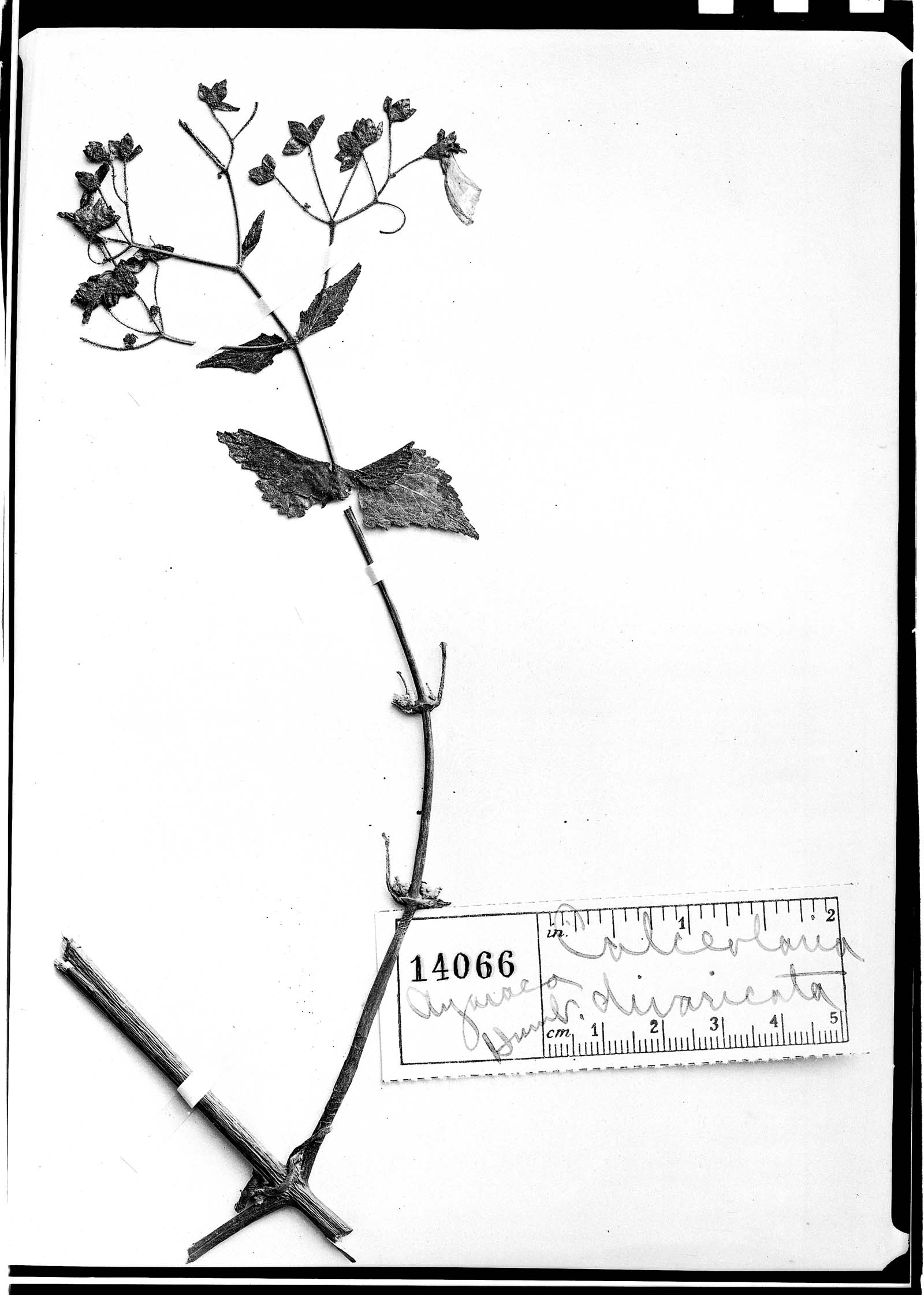 Calceolaria divaricata image