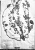Calceolaria elatior image