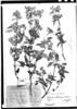 Calceolaria engleriana image