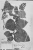 Calceolaria plectranthifolia image
