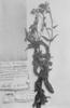 Calceolaria floribunda image