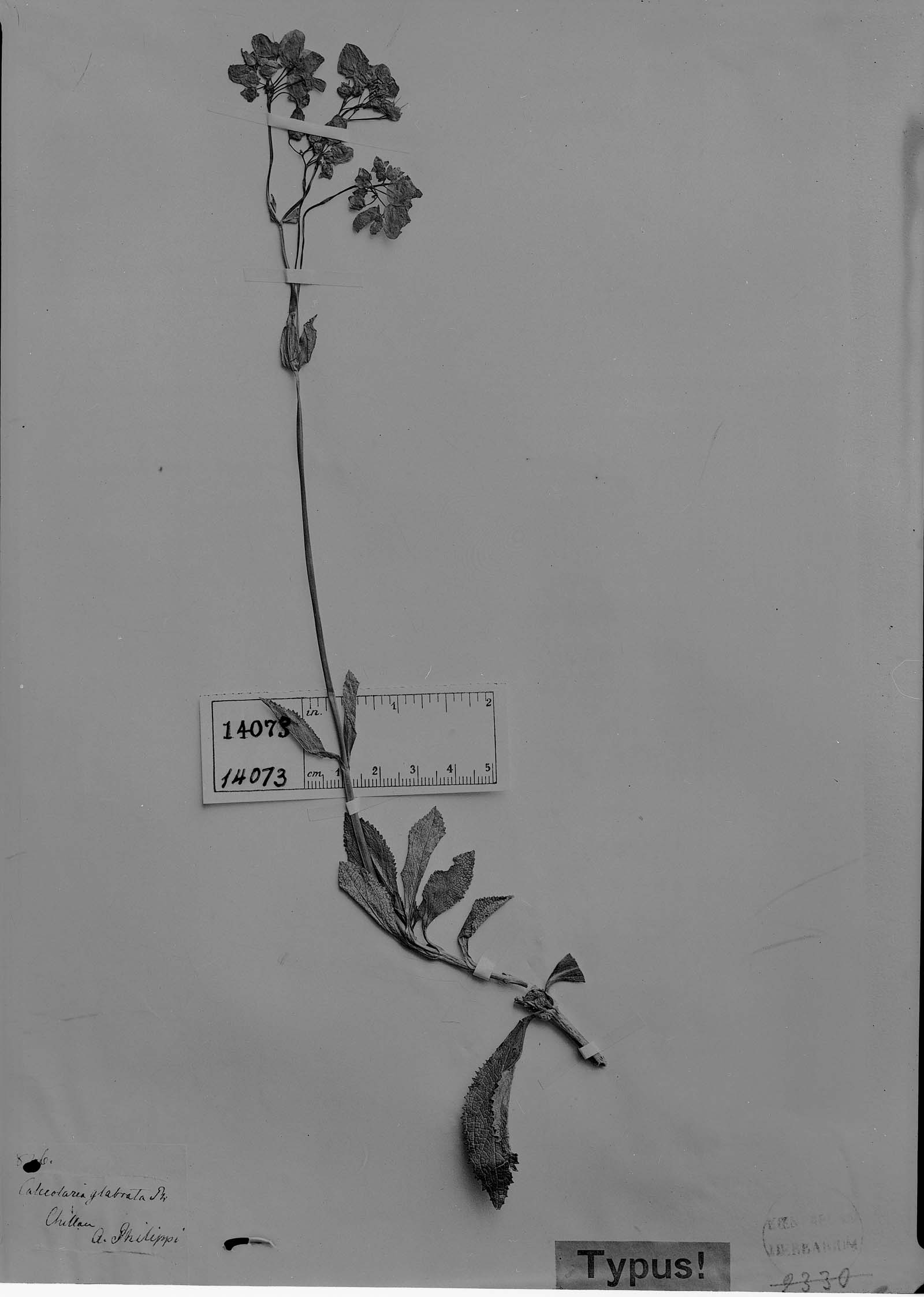 Calceolaria glabrata image