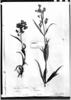 Calceolaria graminifolia image