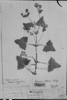 Calceolaria trilobata image