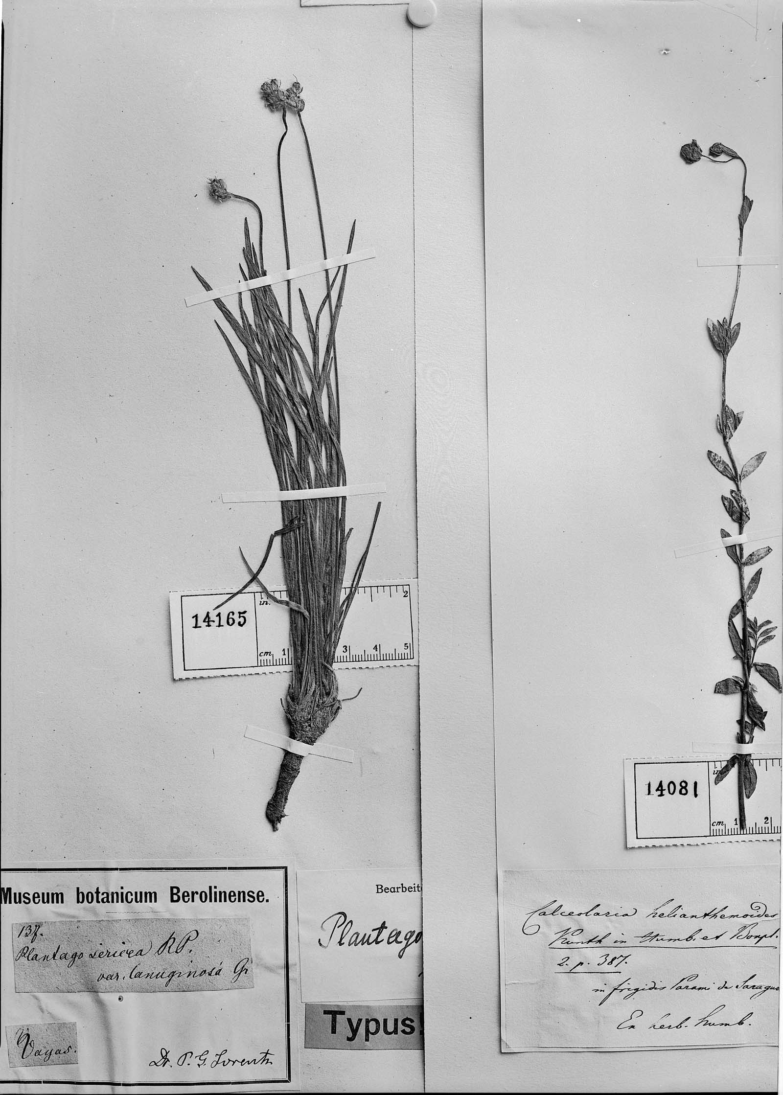 Calceolaria helianthemoides image