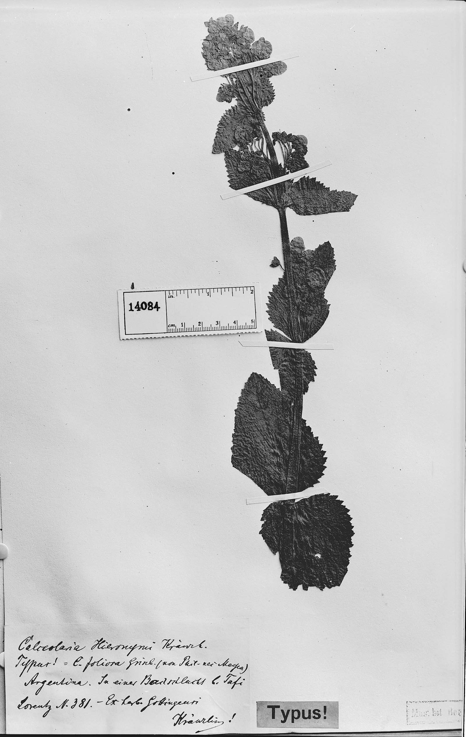Calceolaria hieronymi image