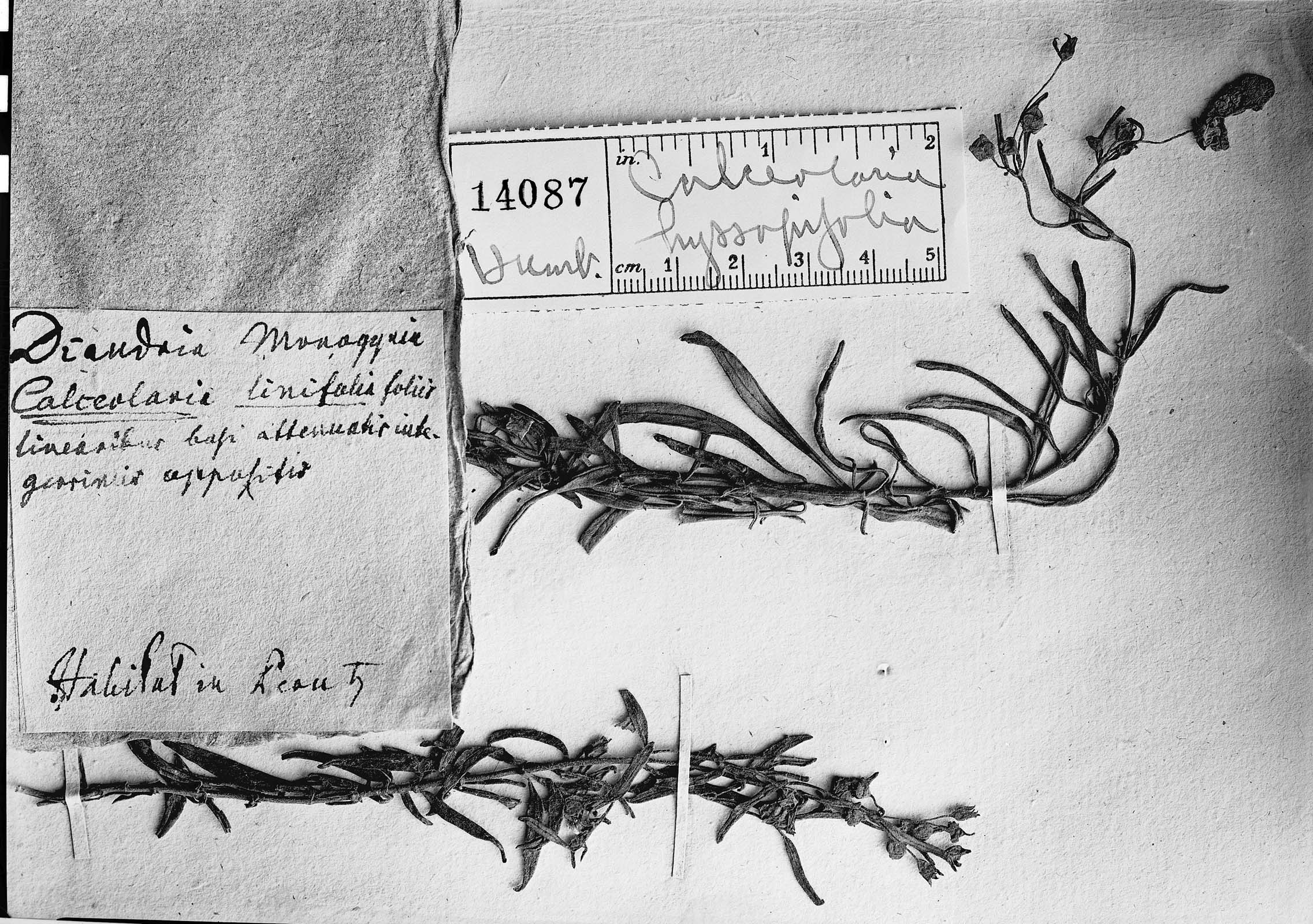 Calceolaria hyssopifolia image