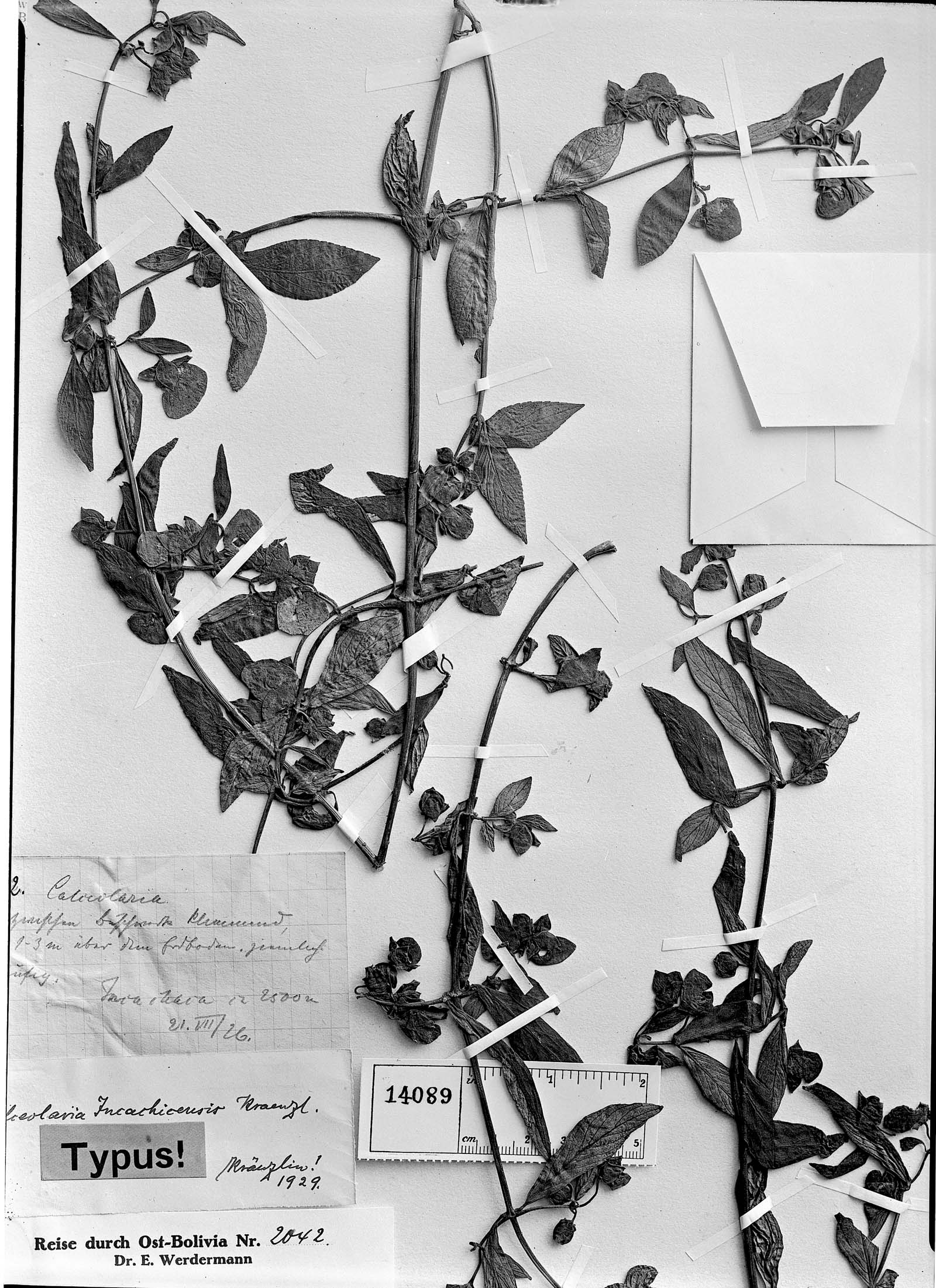 Calceolaria incachacensis image
