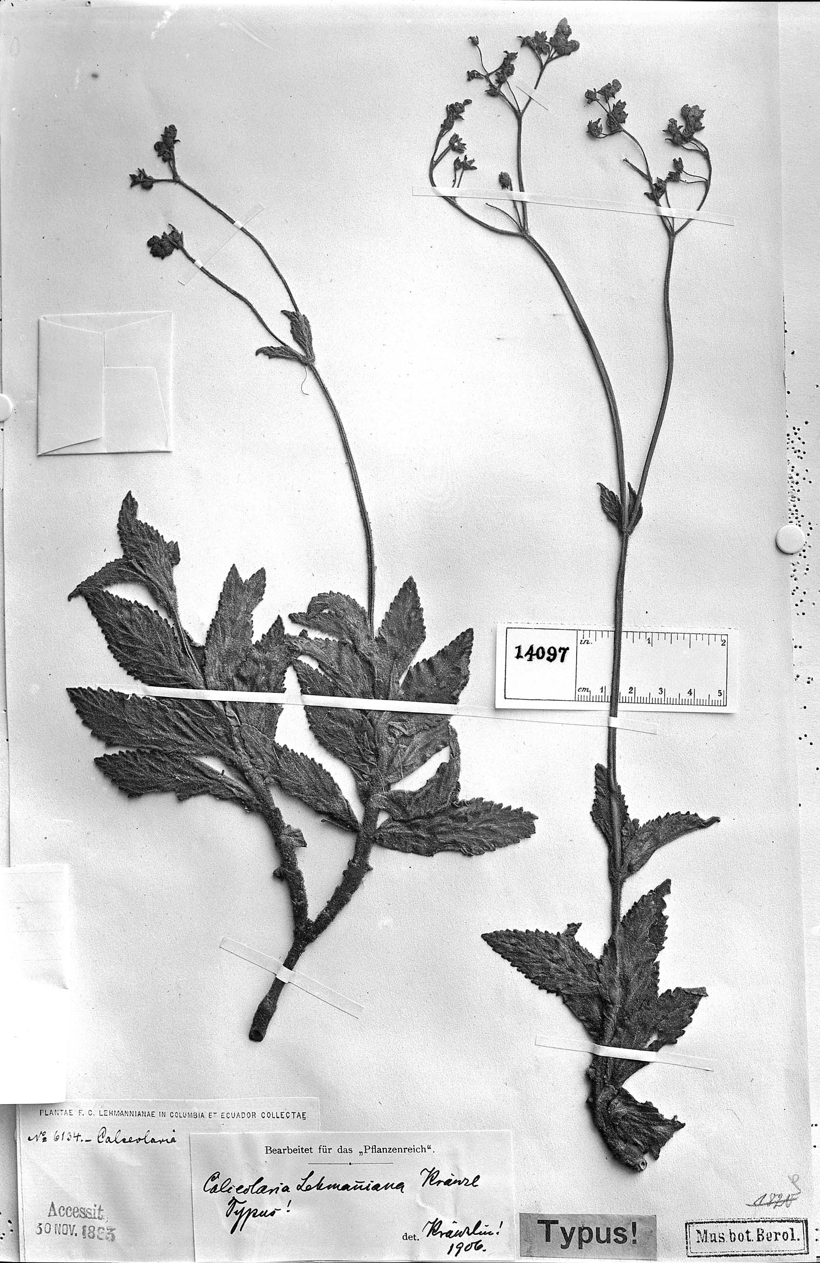 Calceolaria lehmanniana image