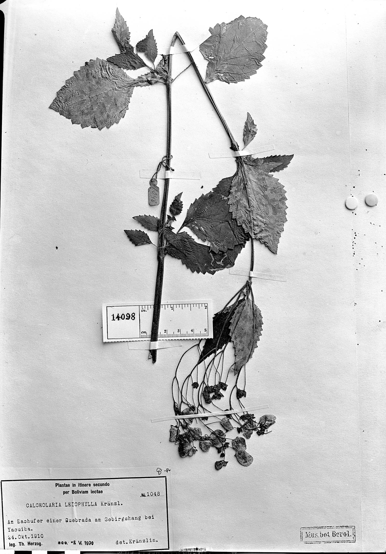 Calceolaria leiophylla image