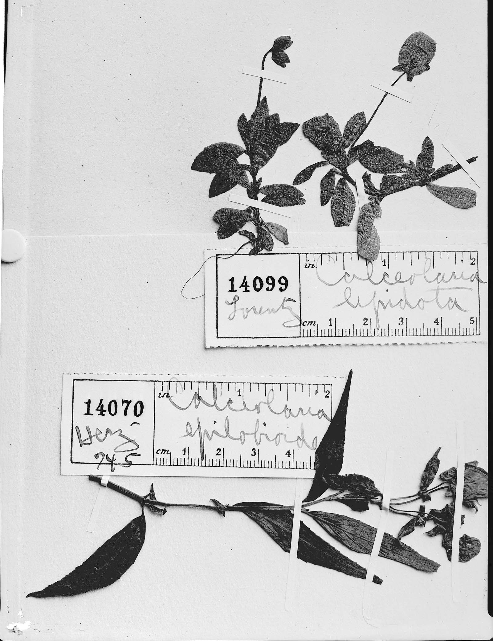 Calceolaria lepidota image