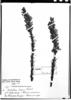Calceolaria linearis image