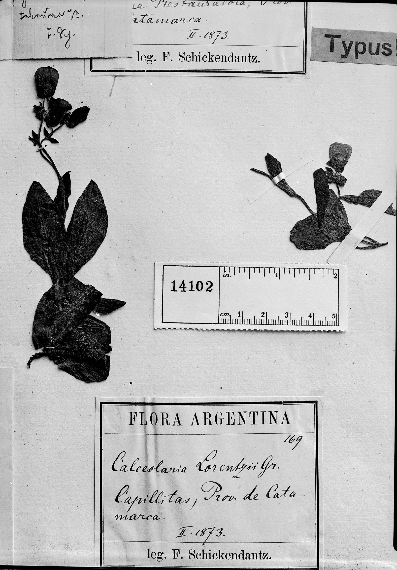 Calceolaria umbellata image