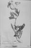 Calceolaria martinezii image