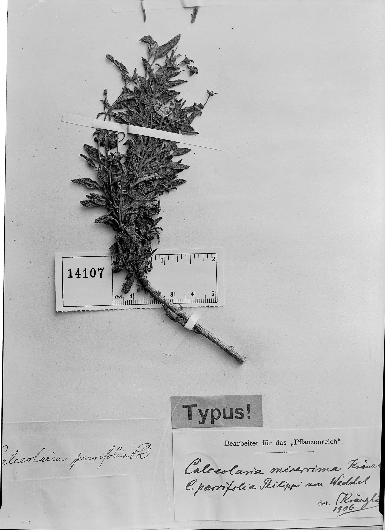 Calceolaria ascendens subsp. glandulifera image