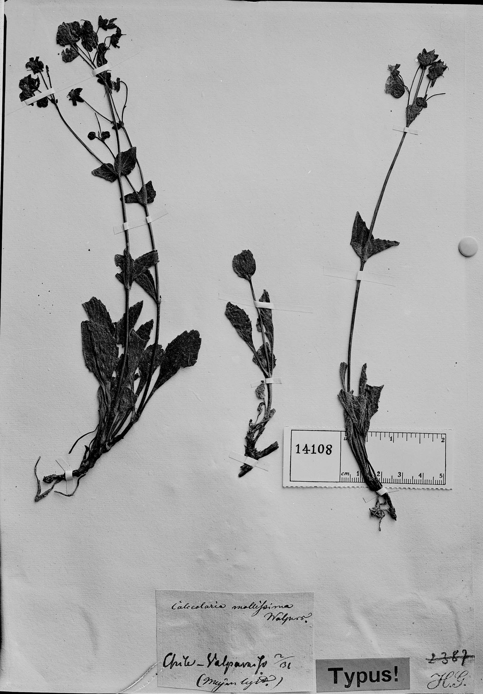 Calceolaria mollissima image