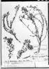 Calceolaria myriophylla image