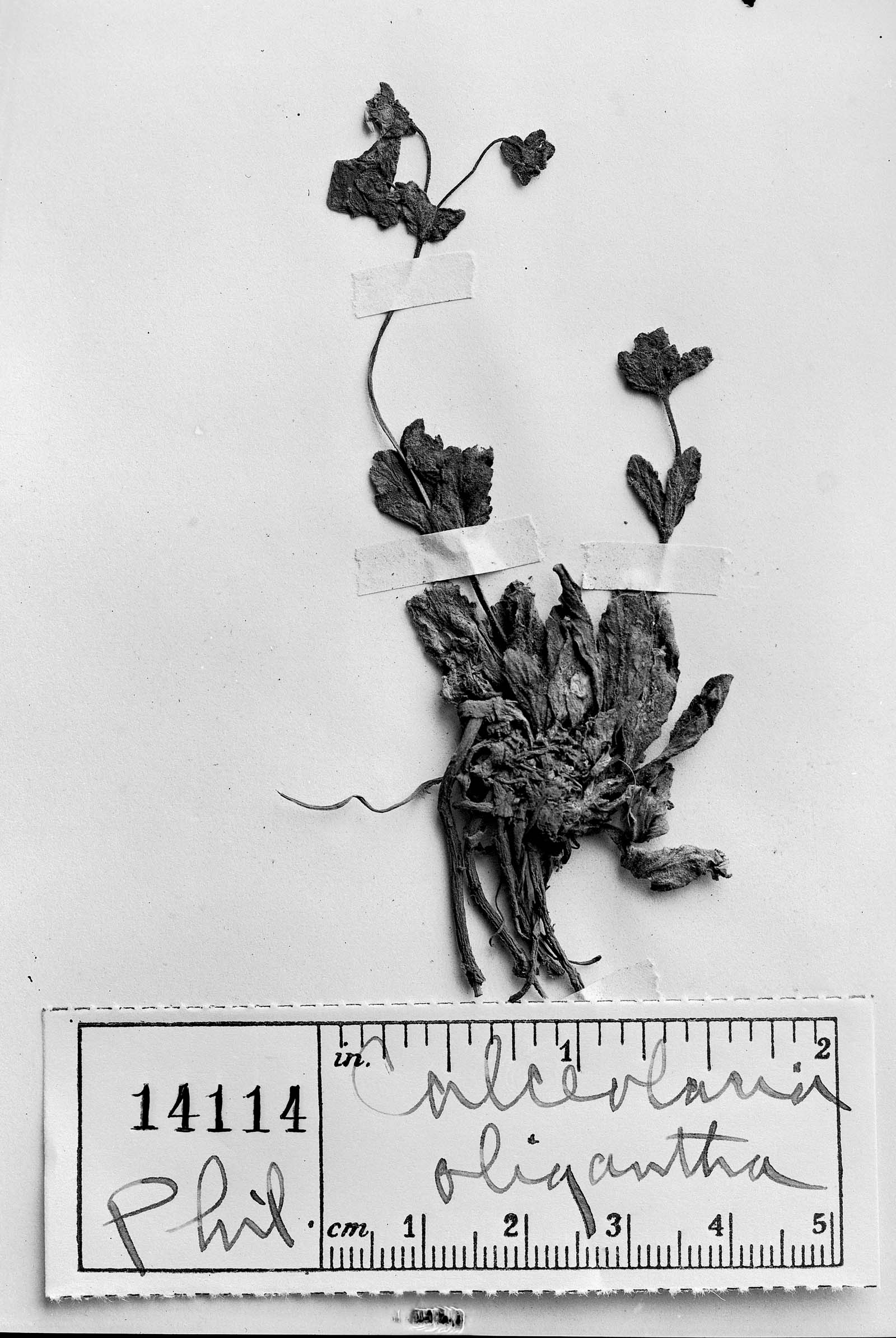 Calceolaria corymbosa subsp. mimuloides image