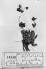Calceolaria corymbosa subsp. mimuloides image