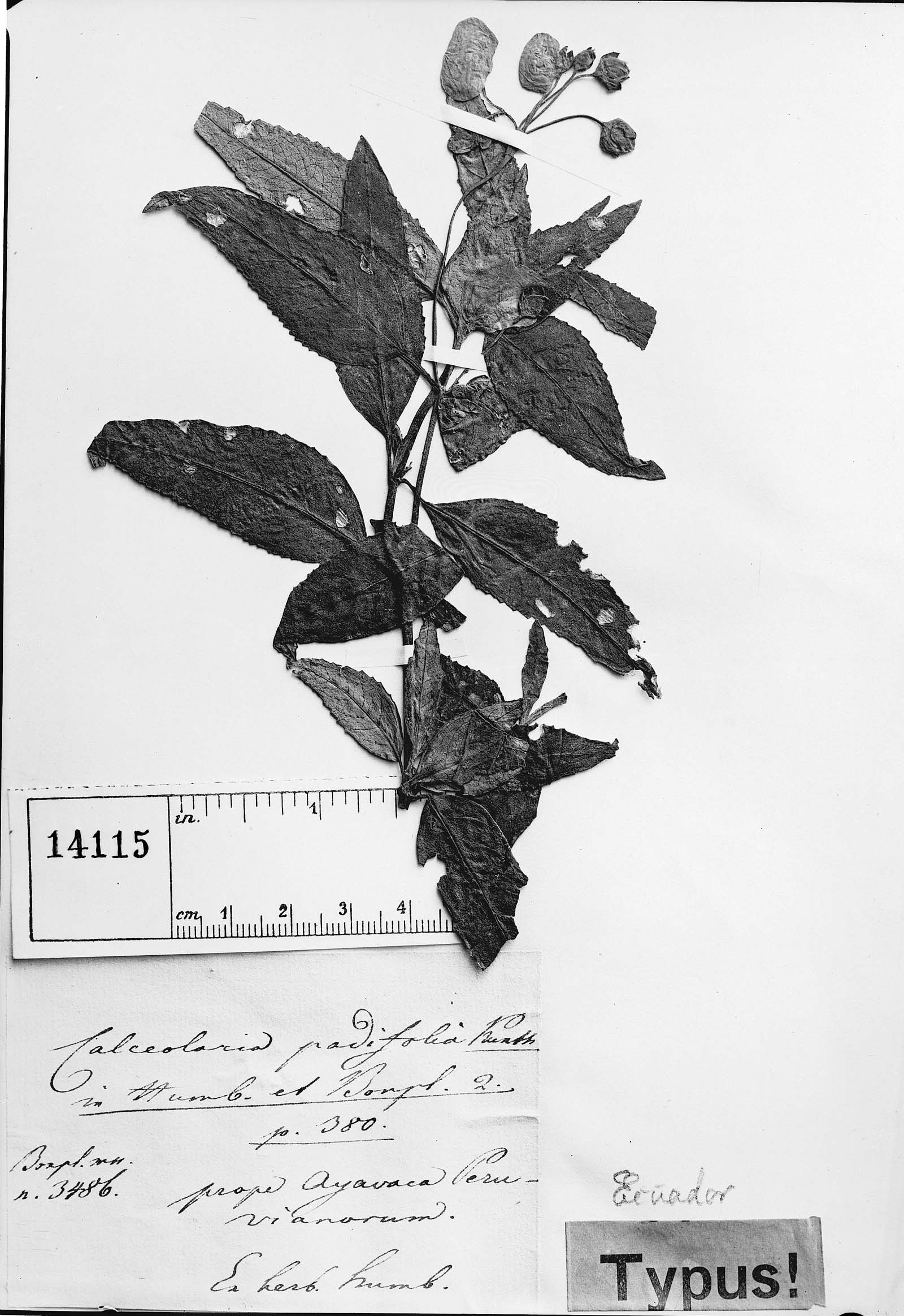 Calceolaria nivalis subsp. nivalis image