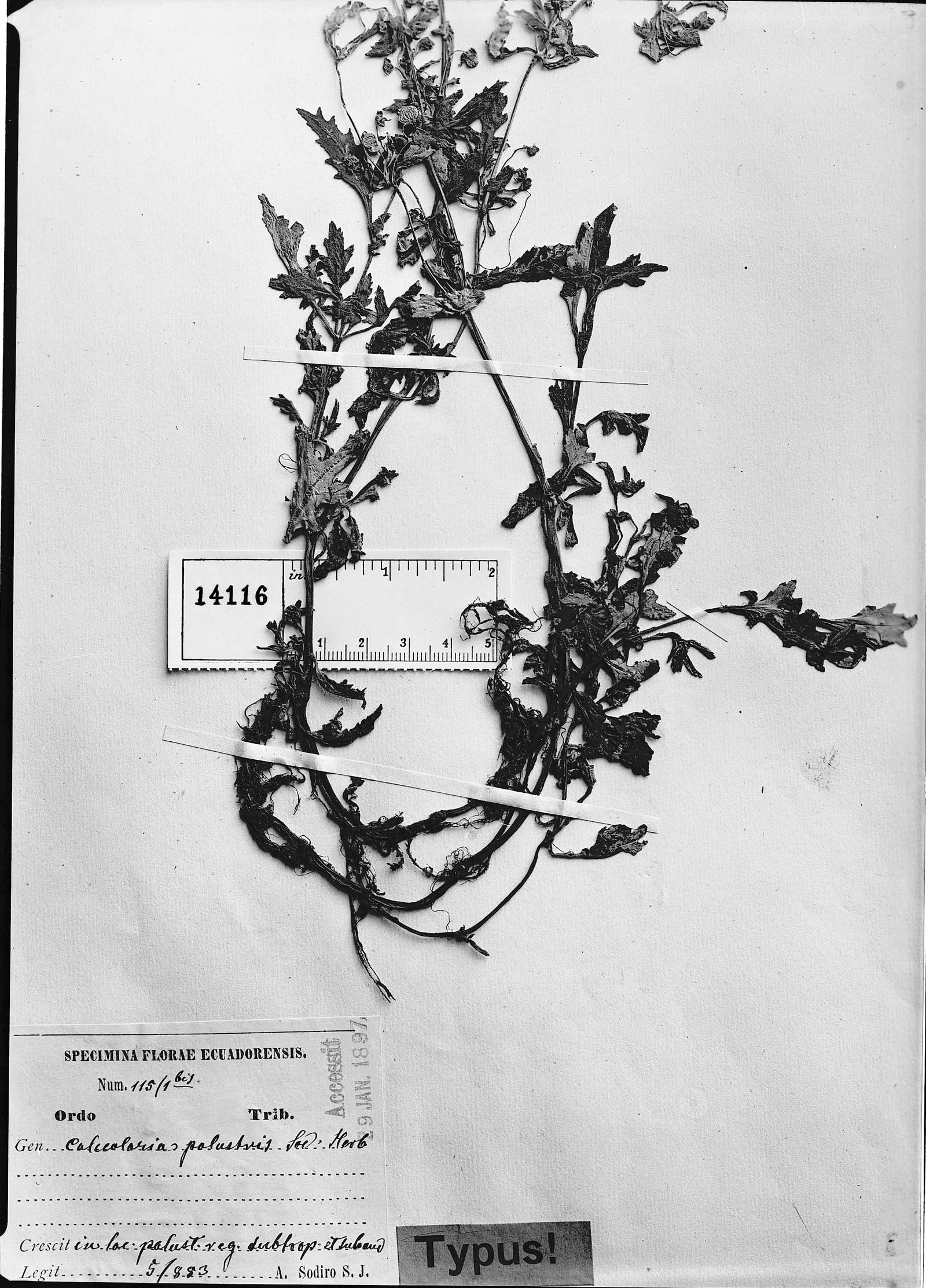 Calceolaria mexicana subsp. mexicana image