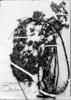 Calceolaria bartsiifolia image
