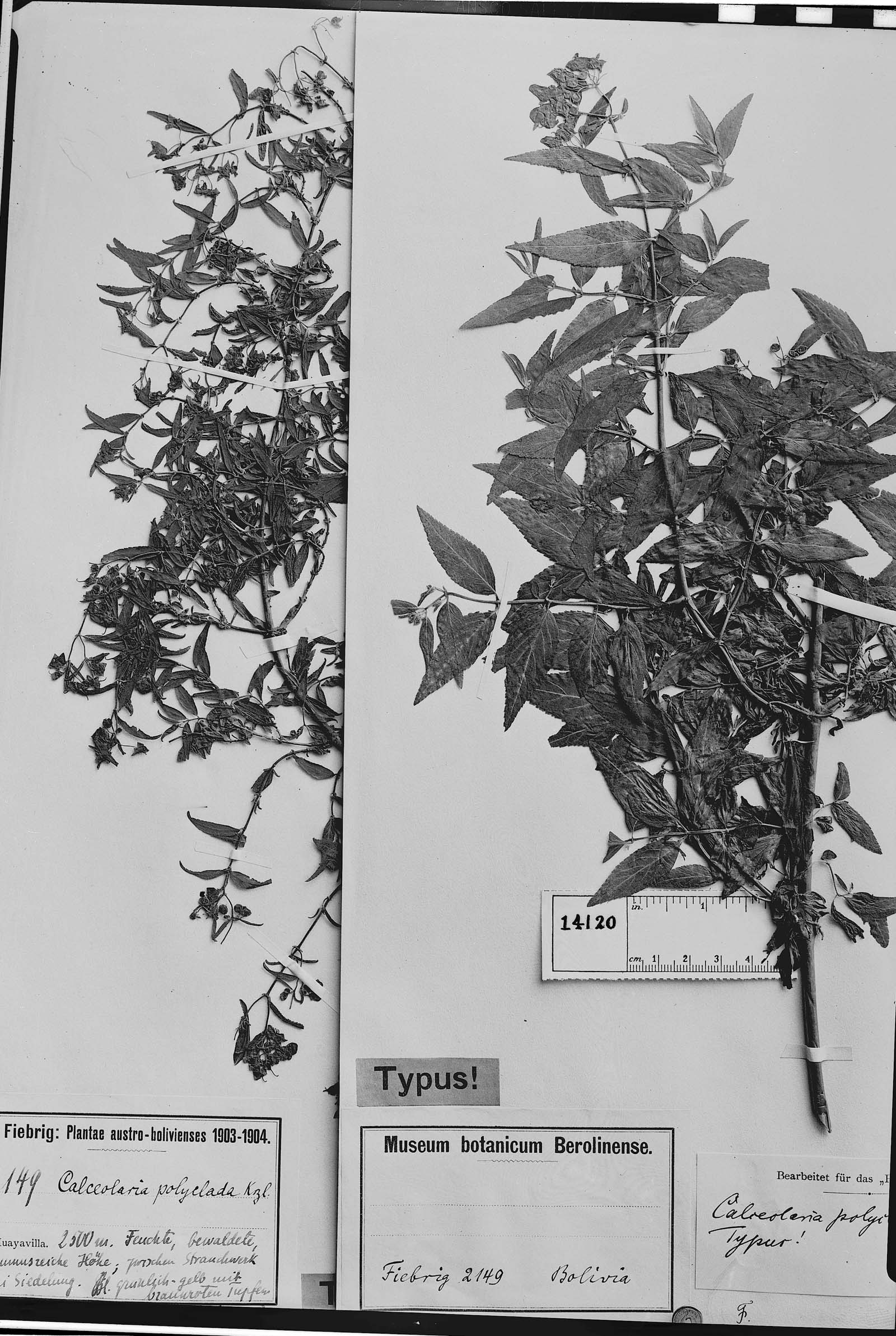 Calceolaria polyclada image