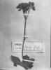 Calceolaria pratensis image