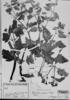 Calceolaria rivularis image