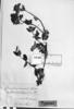 Calceolaria saxatilis image