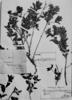 Calceolaria schickendantziana image