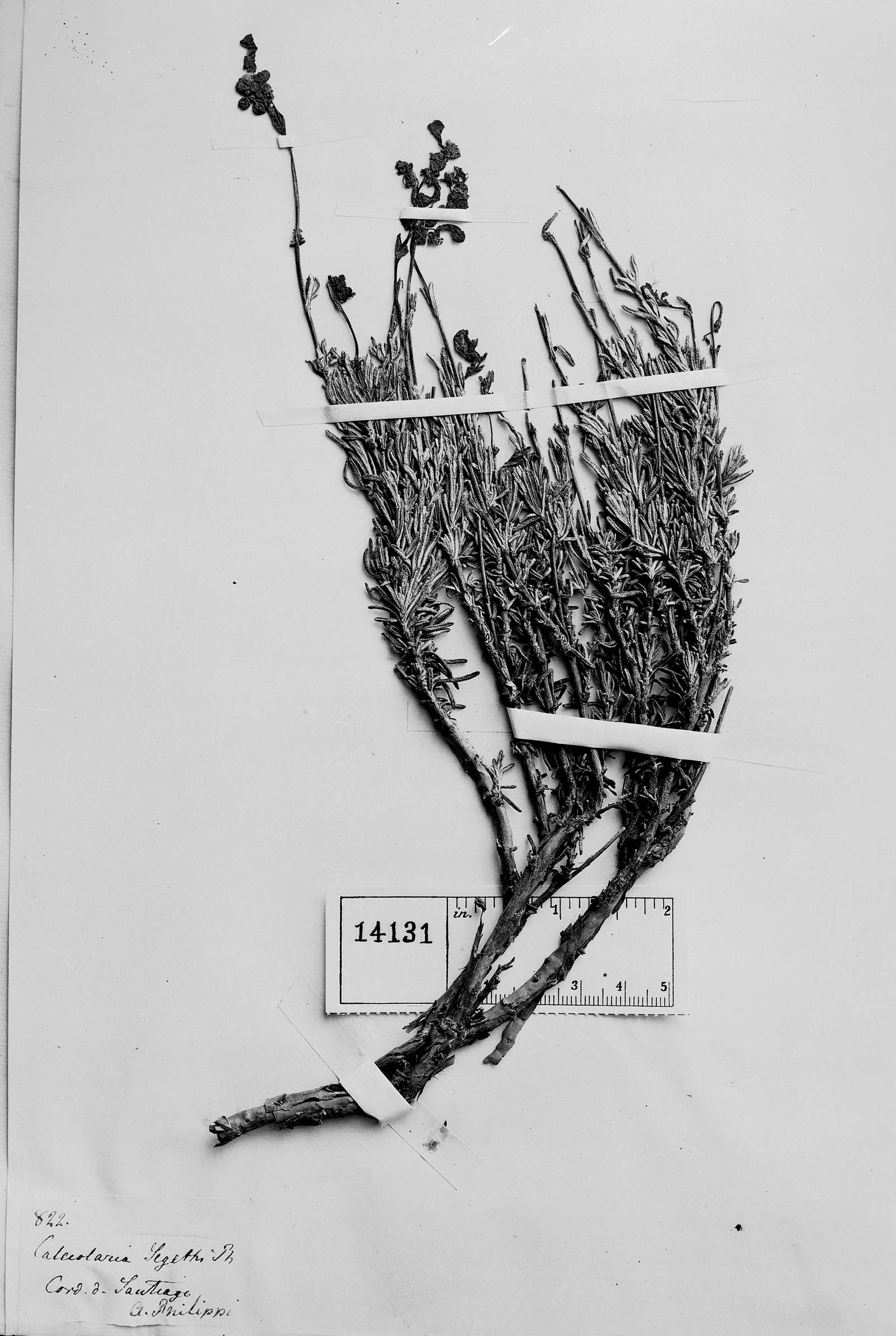 Calceolaria segethi image