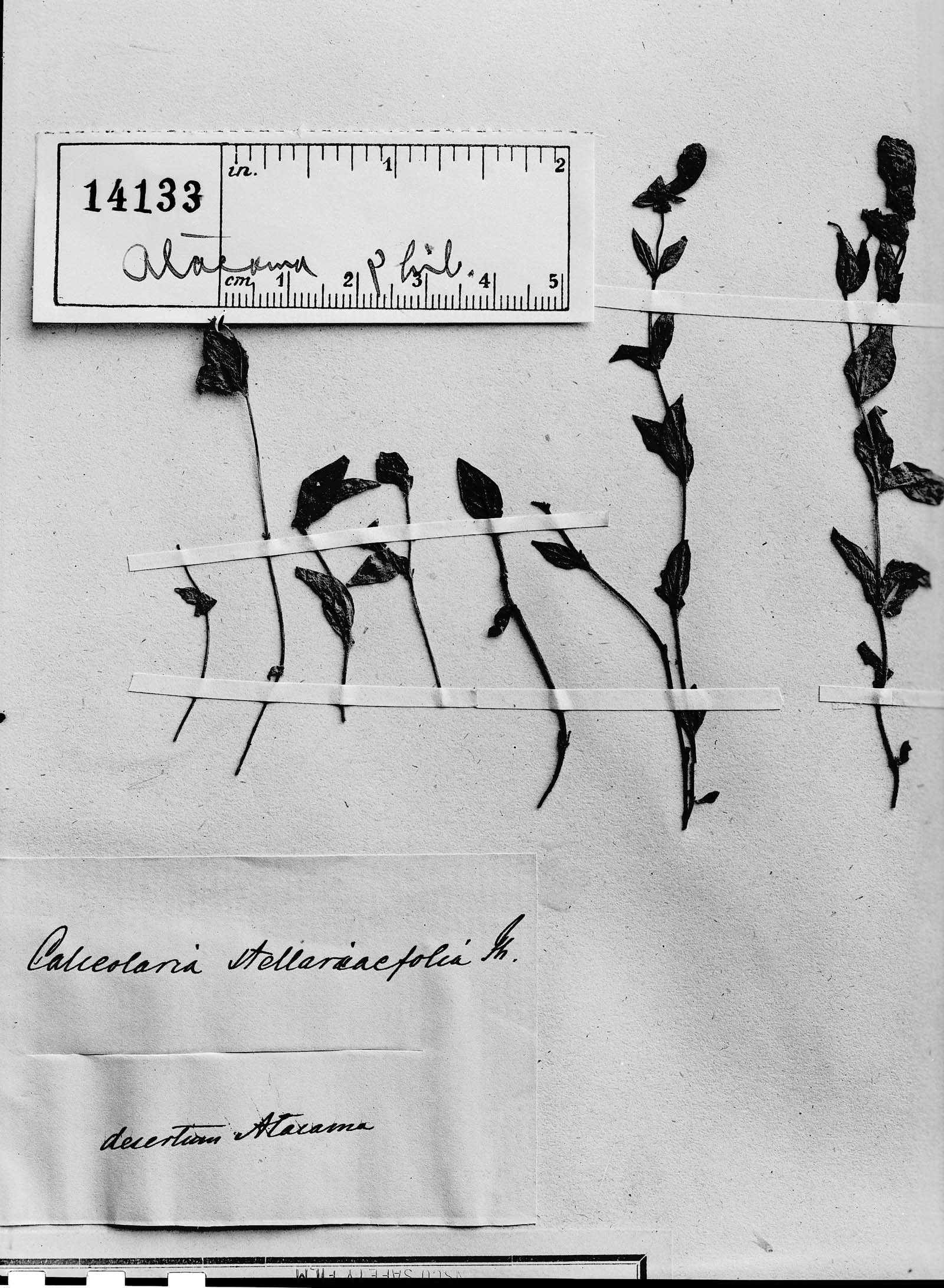 Calceolaria stellariifolia image