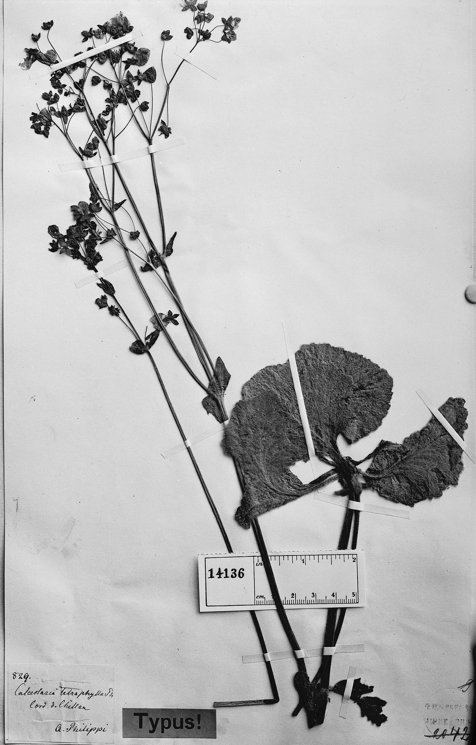Calceolaria tetraphylla image