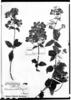 Calceolaria trifida image