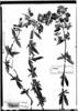 Calceolaria engleriana subsp. engleriana image
