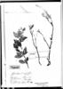 Calceolaria viscosa image
