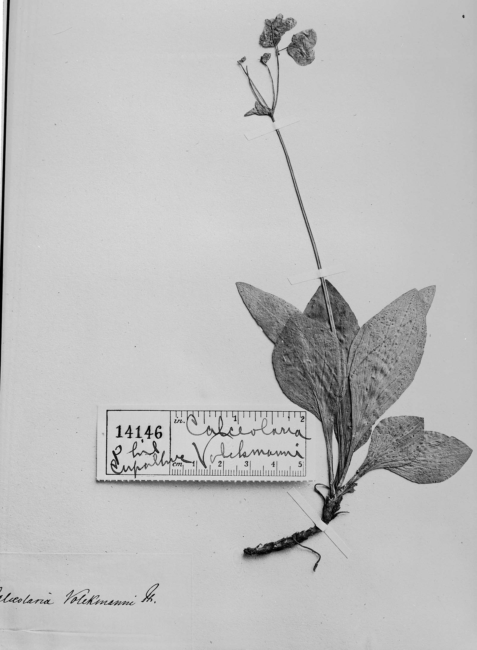 Calceolaria volckmannii image